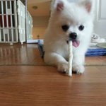 [강아지] <b>포메인</b>가요 폼피츠인가요?