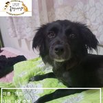 지옥같은 뜬장에서 아기를 낳은 <b>영희</b>