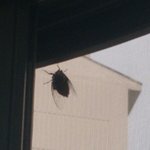 ㅆㅣ발 창문에 <b>매미</b>붙음ㅋㅋㅋㅋㅋㅋㅋㅋㅋ