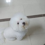 [드루와] <b>삼촌</b>이 강아지 잠깐 맡겼는데 ㅈㄴ겹지않냐ㅜ