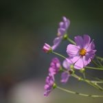 오늘의 성경<b>말씀</b> 묵상, 시편 111편 하나님을 경외하는 자