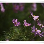 <오늘의 말씀> 하나님을 경외하는 자