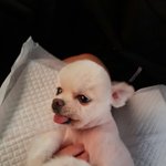 나 아침마다 우리집댕댕이가 깨워줌ㅋㅋㅋ<b>ㄱ</b>ㄱ