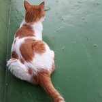 나의 동거묘 <b>도칠</b>이 더위 탈출기,.