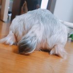 애나벨 예고편 <b>족</b>같음;;; 아;;;