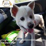 [강아지] 안락사에서 살아남은 <b>태평</b>이