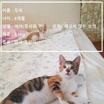 [고양이] 우리 두리 아깽이들