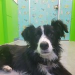 [동행세상] 보더콜리 라임이의 <b>임보처</b> 찾습니다.