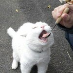 시1발 나 <b>찜닭</b> 먹을까 말까 추반 좀 제발