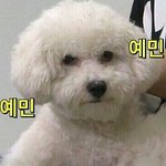 [EXO] <b>돼지</b>임 강아지임?