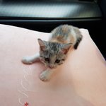 [고양이] <b>생후</b> 50일 새끼고양이 앙팡이