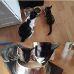 [고양이] 형이 된 코<b>복이</b>를 소개합니다: D 6