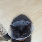 [고양이] 길에서 죽어가고 있던 고양이 메리
