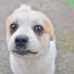 애정/포메라이언/여아/5kg/3살  *갈색과 <b>흰색</b>털의 조화가 너무 예쁜...