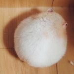 [드루와] 갓건배 까이는거보니까 좀 빡친다