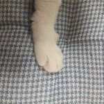 [드루와] +) 반려<b>동물</b> 자랑하고 가자!