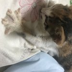 우리 집 고양이 겁나 어리거든