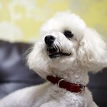 [강아지] 평생가족을 기다리는 화이트 푸들 <b>루나</b>에요~