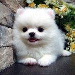 <b>이</b> <b>강아지</b> 종 뭐임?