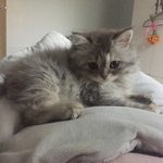 [고양이] <b>우다</b>다다 2마리 고양이