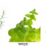 피부건강에 좋은 차 <b>한잔</b>~
