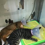 [새끼고양이] 초코<b>쿠키</b>네 5