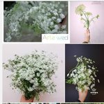 [방탄소년단] 정구 손의 꽃은 아<b>미초</b>입니다 ㅠ