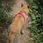 [큰멍멍이] 1년동안 동네 빌라주차장에서 유기견 생활을 했던 ,...