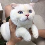 [드루와] 야~<b>이</b>! <b>강아지</b>들아!