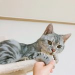 [고양이] <b>사랑</b>하는 나의 <b>아미</b>짱14