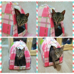 캣초딩처럼 작아서 더 귀엽고 짠한 <b>다솜</b>이가 기다려요..