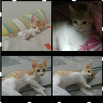 오늘도.. 내일도.. 애타게 기다리고 있는 18마리 냥이들 꼭 봐주세요...