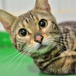 <b>버들</b>/뱅갈/여아(중성화완료)/2살/2.8kg  <b>버들</b>이는 케이지에...