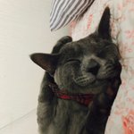 [고양이] **사랑둥이 탄이에요**