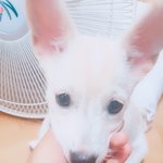 우리강아지 강다니엘 닮은것같아
