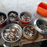 [큰멍멍이] 1년동안 동네 빌라주차장에서 유기견 생활을 했던 ,...