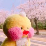 [세븐틴] 안녕하세요 머글이옵니다 ㅠㅠ