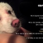 개들을 상습 폭행한 학대범이 강력한 <b>처벌</b>을 받도록 서명해주세요!!