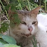 [고양이] 점박이 <b>수술비</b> 환불 신청을 받습니다.