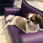 [방탄소년단] 홉이집좋다