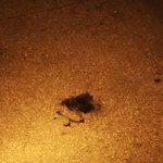 ㅈㄴ무서워ㅠㅠㅠㅠㅠㅠ집 오는데 길에 머리카락 뿌려져 있었어ㅠㅠㅠㅠ (<b>사진약</b>혐)