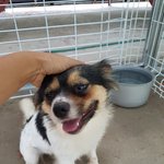 [강아지] 보육원앞에 버려진 삐용이