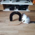 세젤귀 고양이 달이 7탄