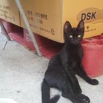 [재미영상] 창고에 사는 고양이 2마리 새우먹방