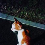 [댓글부탁해] +추가) 애교 많은 고양이 길에서 만났는데...