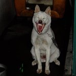 [개깊은빡침] 무개념 <b>개주</b>인때문에 맘놓고 집도 못가요ㅠㅠ