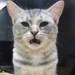 난 판하면서부터 현실도하고 <b>판도</b>하는데..