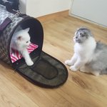 세젤귀고양이 <b>달</b>이+별이 8탄