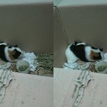 [기니피그] <b>아리</b>, 랑, 별, 달, 산