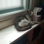 [고양이] 우리 집에 쳐들어온 냥<b>아치</b>를 소개합니다.